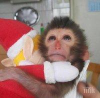 Работници от Зоопарка отглеждат маймунче вкъщи