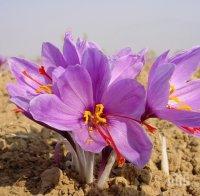 30 000 лева от 2 дка шафран в Кърджалийско