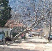 Ураганен вятър запрати огромно дърво върху къща