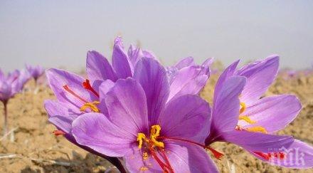 000 лева печелят декара шафран