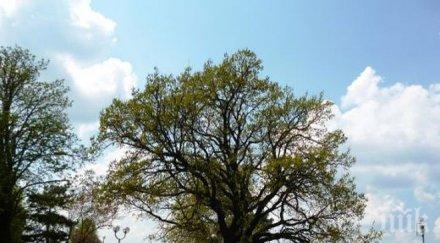 подкрепим дъба силистра конкурса европейско дърво годината