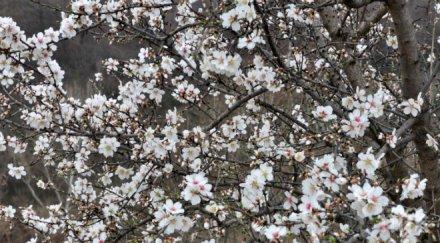 пик бадемите варна разцъфтяха