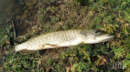 уловът щука забранява април