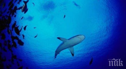 десетки хиляди акули излязоха крайбрежието флорида