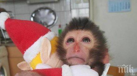 работници зоопарка отглеждат маймунче вкъщи