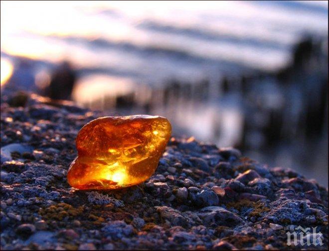 Кехлибар уловил отровно цвете преди 20 млн. години