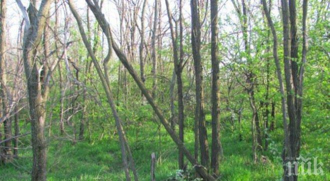 Доброволни отряди ще пазят гората от незаконни набези край Калековец