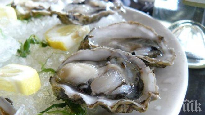 Мида на 500 години - най-дълголетното същество