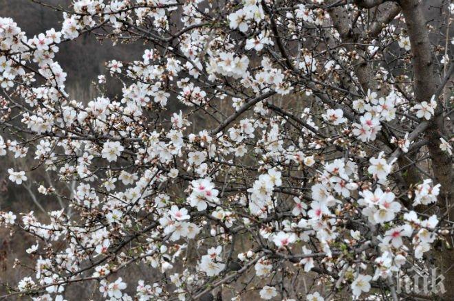 ПИК TV: Бадемите във Варна разцъфтяха