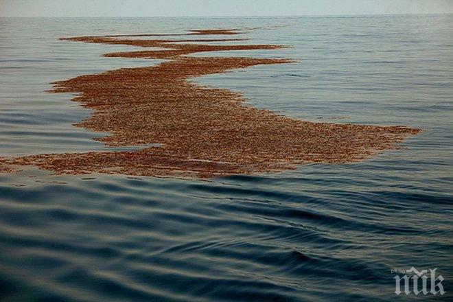 Масивен нефтен разлив се движи по Дунав