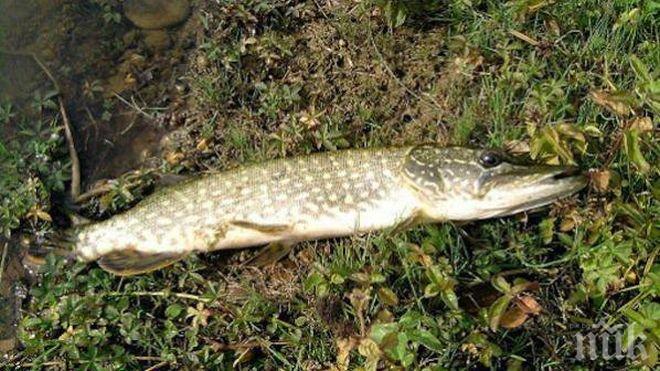 Уловът на щука се забранява до 30-ти април
