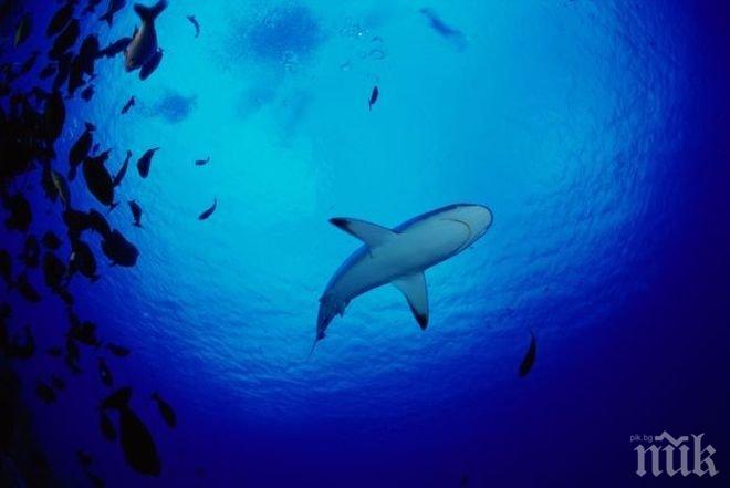 Десетки хиляди акули излязоха по крайбрежието на Флорида