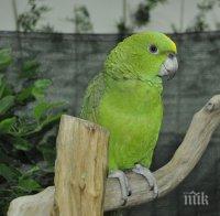 София приема най-голямата изложба на екзотични папагали в Европа