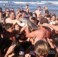 Ужас! Плажуващи убиха малко делфинче, за да си правят селфита с него (снимки)