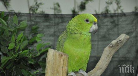 софия приема голямата изложба екзотични папагали европа