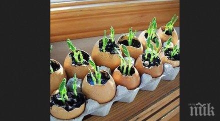 сложим разсада яйчни черупки добре правим