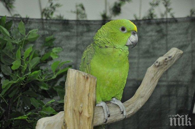 София приема най-голямата изложба на екзотични папагали в Европа