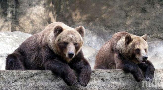 Февруарските жеги събудиха от зимен сън мечките в Белица 