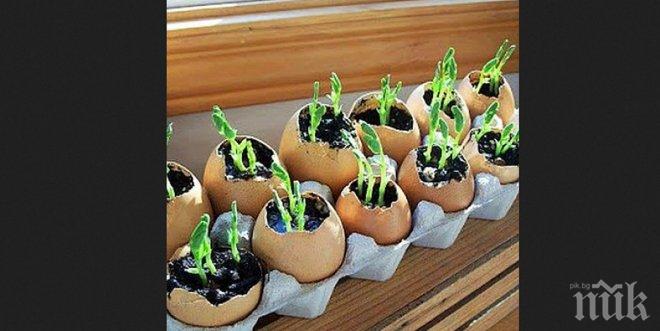 Как да сложим разсада в яйчни черупки и защо е добре да го правим! 