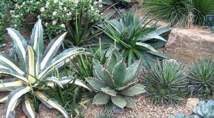 неща знаете текилата