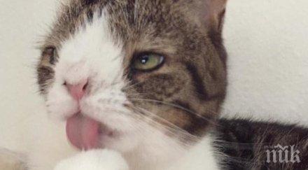 двойка мисли приютява нормално коте шокиращ начин откриват истината коте