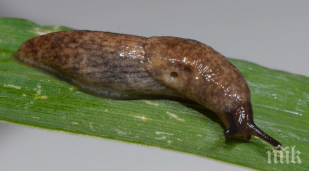 морски охлюви летят водата насекоми откриха изследователи