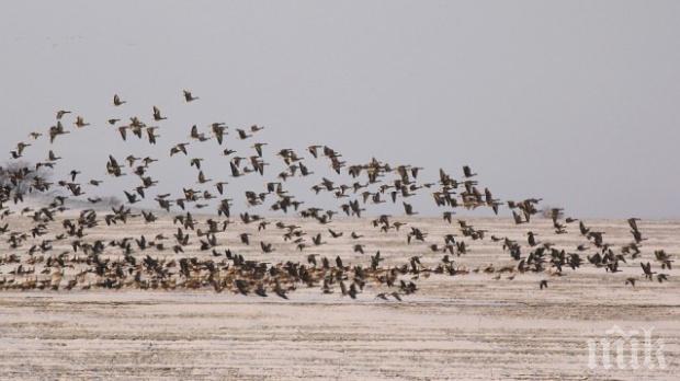 Птиците имат бели кръвни телца, които са в състояние да спрат фатални за хората инфекции