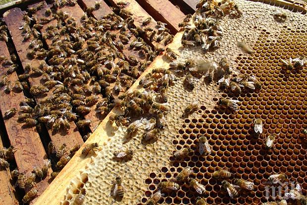 Пчелари от Шуменско искат актуализация на регистъра на пчелините