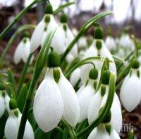 Синоптици от БАН: Февруарското лято продължава, живакът скача до 21°