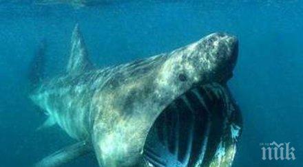 риба обичаща тестиси ужаси британците