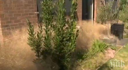 плевелът космата паника превзе град южна австралия видео