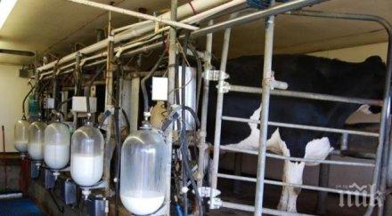 българия започва проверка кравето мляко