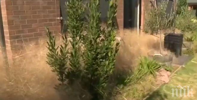 Плевелът Космата паника превзе град в Южна Австралия (видео)