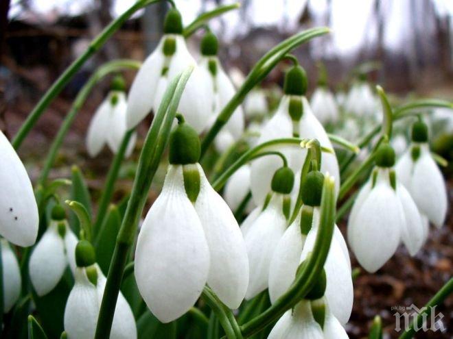 Синоптици от БАН: Февруарското лято продължава, живакът скача до 21°