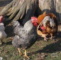 Унищожиха всички домашни птици в родопско село заради Нюкясълска болест