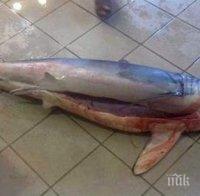 Мъж извади акула от водата, за да се снима с нея