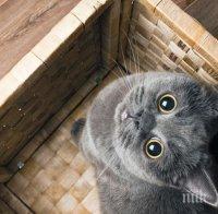 Котка бежанец намери семейството си в Норвегия