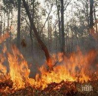 Еколози сезират прокуратурата за пожарите в „Калимок-Бръшлен“