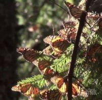 100 млн. пеперуди „Монарх“ преминаха през Мексико