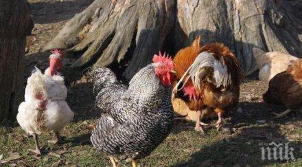 унищожиха всички домашни птици родопско село заради нюкясълска болест