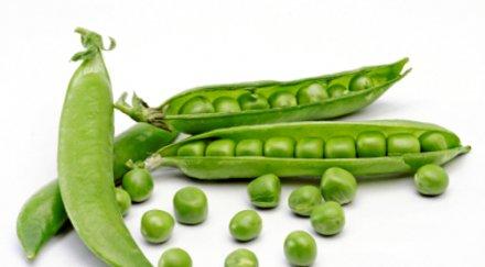 търсят работници бране грах дания заплащане 2000 евро