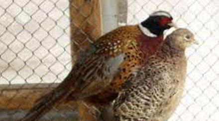 врачански яребици местят кюстендилско