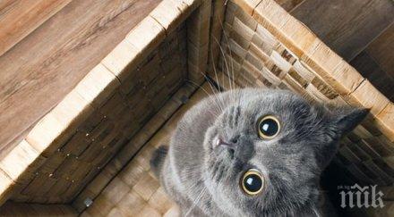 котка бежанец намери семейството норвегия