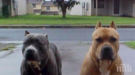 позор хиляди лева кръвнина изядена питбули жена вижте собственикът измъкна затвор