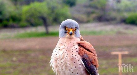 белошипите ветрушки вече завръщат миграцията