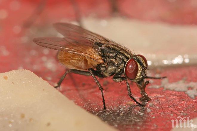 Фирма за домашна паста гради успеха си върху ...насекоми