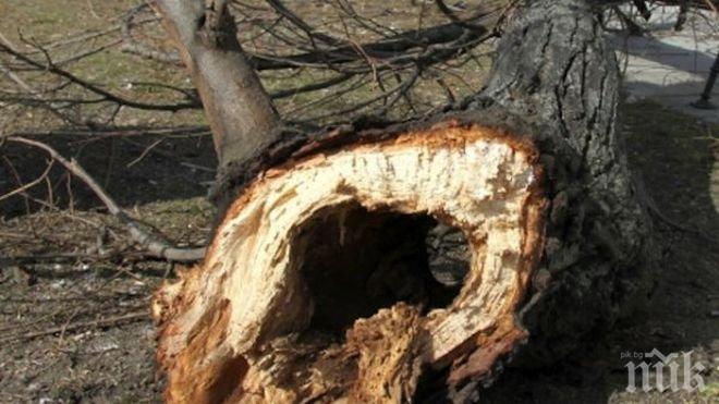Дърво разцепи главата на дървосекач от Гърмен