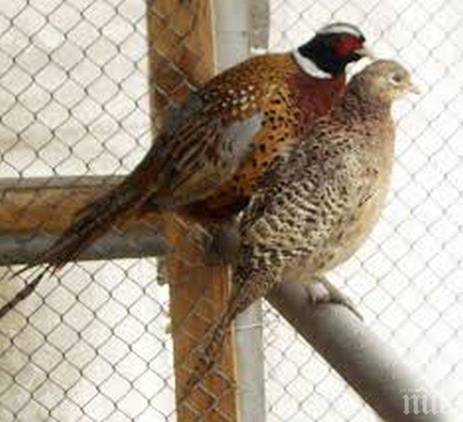 Врачански яребици се местят в Кюстендилско