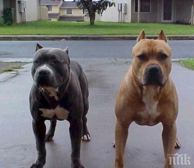 ПОЗОР! 16 хиляди лева кръвнина за изядена от питбули жена, вижте как собственикът се измъкна от затвор!