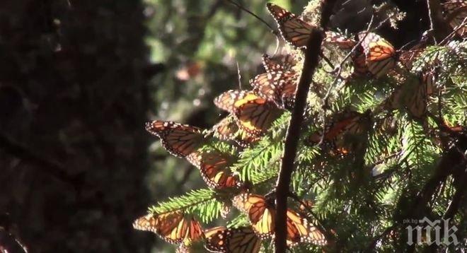 100 млн. пеперуди „Монарх“ преминаха през Мексико